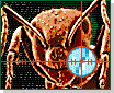 An Ant