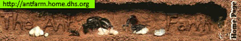 The Ant Farm's Banner Advertisement