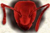 A mugshot of Ant