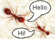 Ants greet each other.