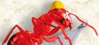 A construction worker ant with her blue print and yellow hard hat.